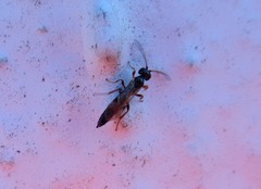 Colpognathus celerator