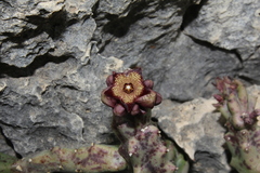 Apteranthes europaea judaica