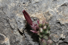 Apteranthes europaea judaica