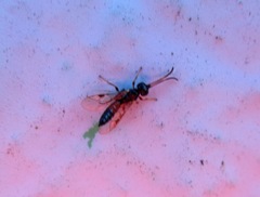 Colpognathus celerator