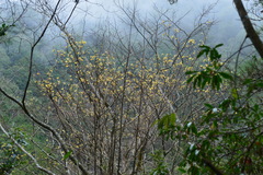 Sassafras randaiense