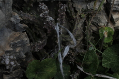 Apteranthes europaea judaica