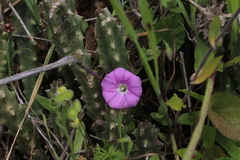 Convolvulus coelesyriacus