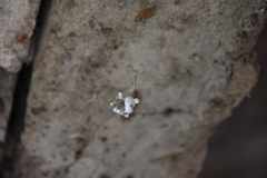 Engyodontium aranearum