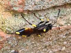 Ichneumon stramentor