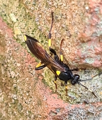 Ichneumon stramentor