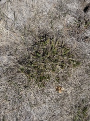 Horkelia clevelandii