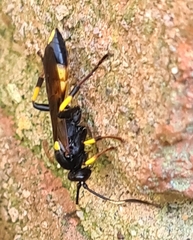 Ichneumon stramentor