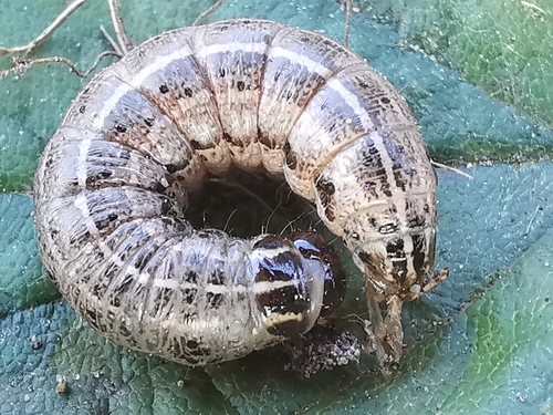 Grūdinis pelėdgalvis nuotrauka