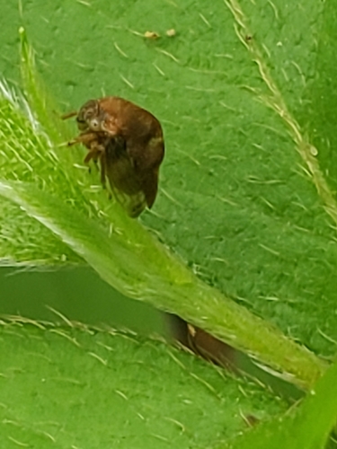Xantholobus tumidus