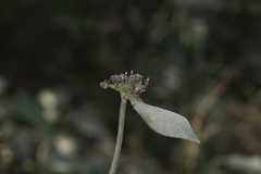 Euphorbia heterophylla