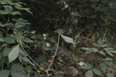 Euphorbia heterophylla