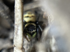 Heliophanus apiatus