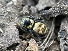 Heliophanus apiatus