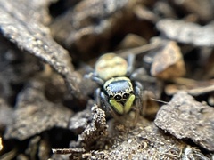 Heliophanus apiatus