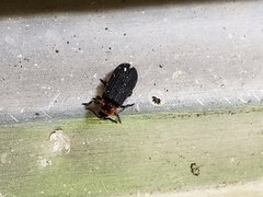 Eropterus trilineatus