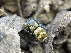 Heliophanus apiatus