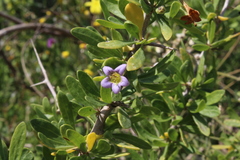 Lycium schweinfurthii