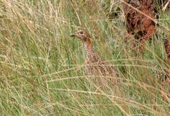 Scleroptila levaillantii