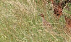 Scleroptila levaillantii