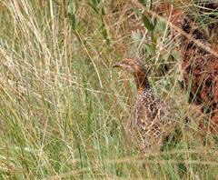 Scleroptila levaillantii