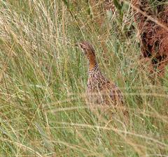 Scleroptila levaillantii