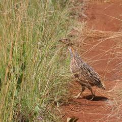 Scleroptila levaillantii