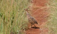 Scleroptila levaillantii