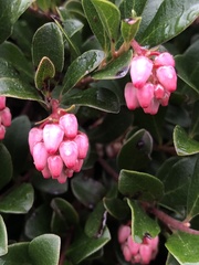 Arctostaphylos