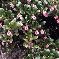 Arctostaphylos