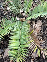 Encephalartos senticosus