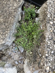 Capsella bursa-pastoris