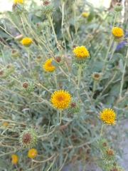 Grindelia pulchella discoidea