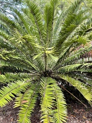 Encephalartos natalensis