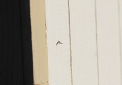 Ephemeroptera