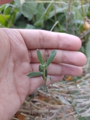 Grindelia pulchella discoidea