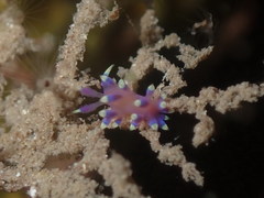 Coryphellina arveloi