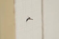 Ephemeroptera