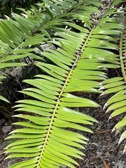 Encephalartos natalensis