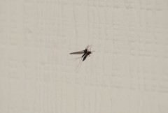 Ephemeroptera