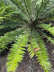 Encephalartos natalensis