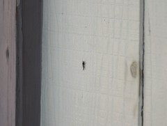 Chironomidae