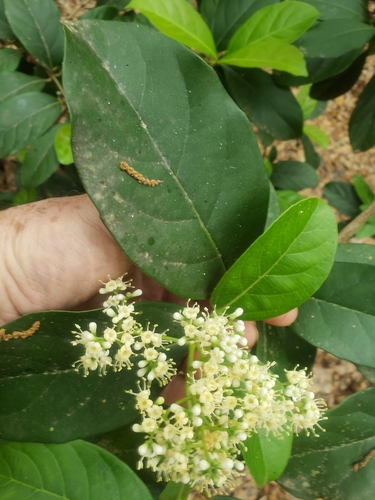 Viburnum odoratissimum