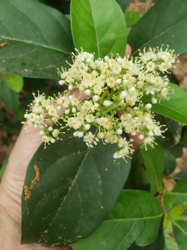 Viburnum odoratissimum