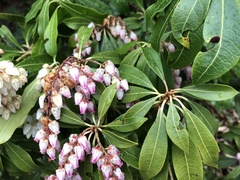 Pieris japonica