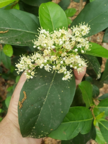 Viburnum odoratissimum