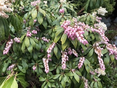 Pieris japonica