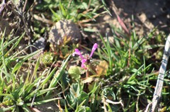 Lamium amplexicaule
