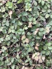Potentilla indica