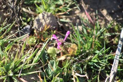 Lamium amplexicaule